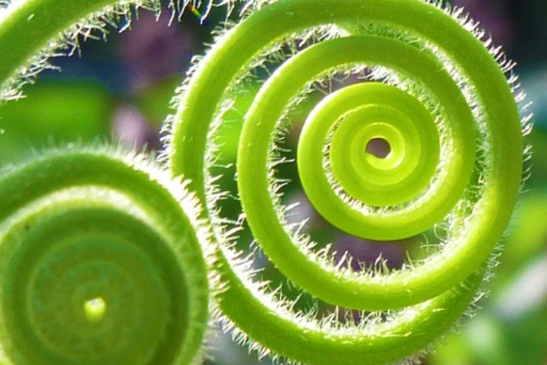 conocimiento espiral de 9seeds natural